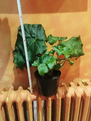 Planta Begonia