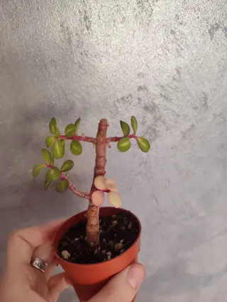 Portulacaria afra variegata