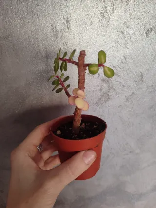 Portulacaria afra variegata