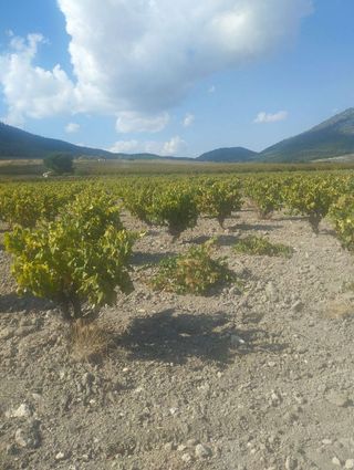 Solar en venta en Bullas