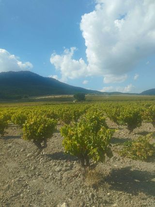 Solar en venta en Bullas