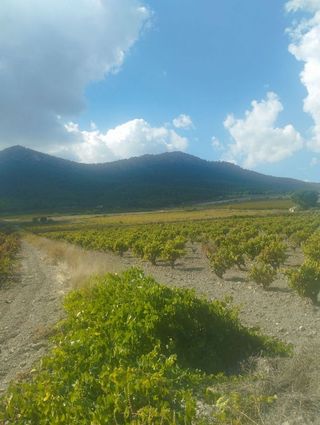 Solar en venta en Bullas