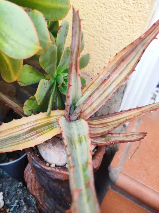 Aloe Ferox Variegata