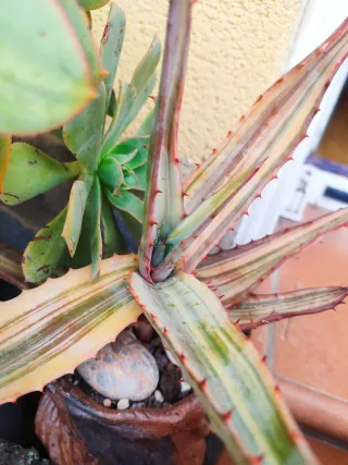 Aloe Ferox Variegata