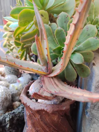 Aloe Ferox Variegata