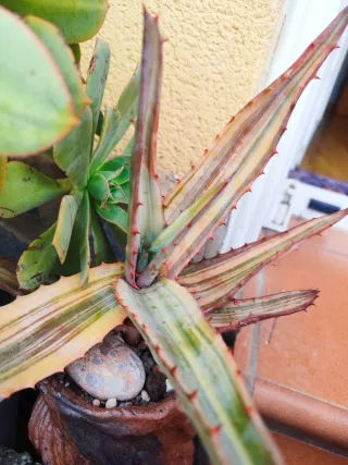 Aloe Ferox Variegata