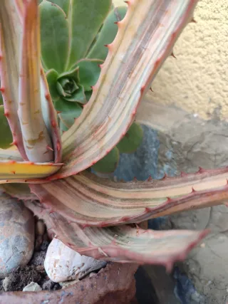 Aloe Ferox Variegata