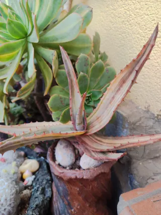 Aloe Ferox Variegata