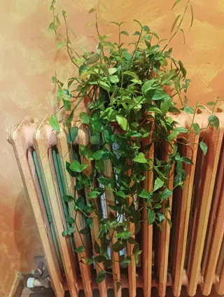 Planta colgante verde