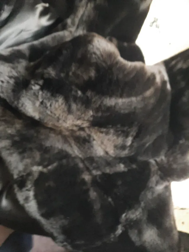 Abrigo de pelo negro