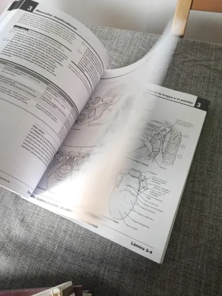 Netter Cuaderno de anatomía para colorear (2ª ed.)