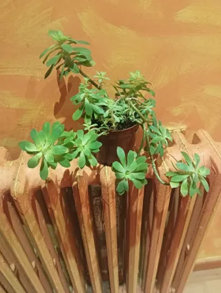 Planta suculenta en maceta marrón