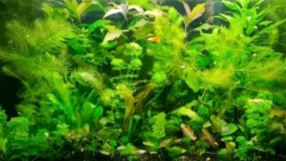 Lote plantas de acuario para Carlos