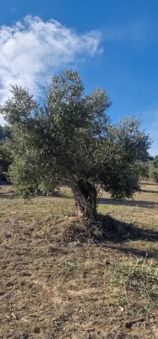 Olivo para jardín