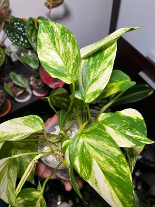 Talee Epipremnum Aureum / Photos Golden
