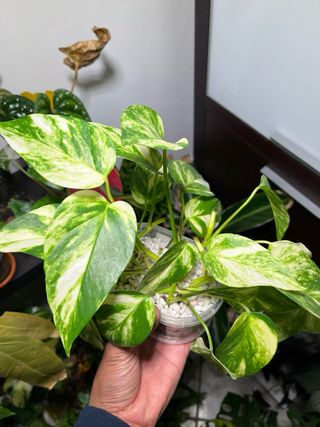 Talee Epipremnum Aureum / Photos Golden