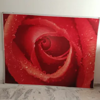 Fotomural Rosa Roja con Gotas