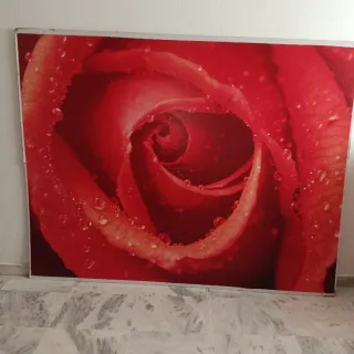 Fotomural Rosa Roja con Gotas