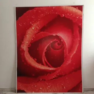 Fotomural Rosa Roja con Gotas