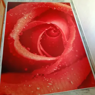 Fotomural Rosa Roja con Gotas