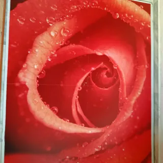 Fotomural Rosa Roja con Gotas