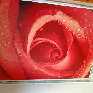 Fotomural Rosa Roja con Gotas