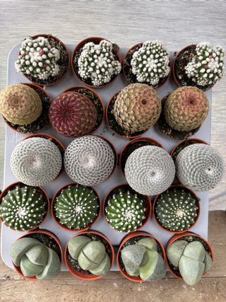 Lote de Cactus y Suculentas Variadas