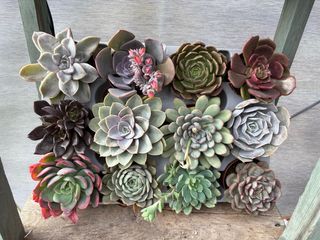 Plantas Suculentas Variadas 2,5 cada una