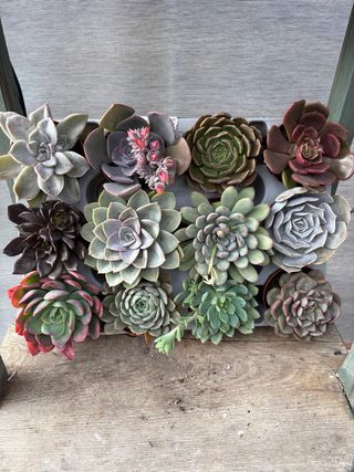 Plantas Suculentas Variadas 2,5 cada una