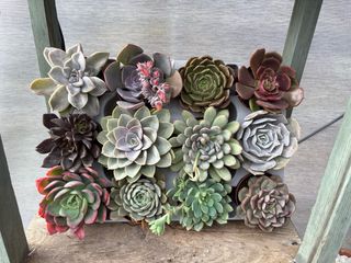 Plantas Suculentas Variadas 2,5 cada una