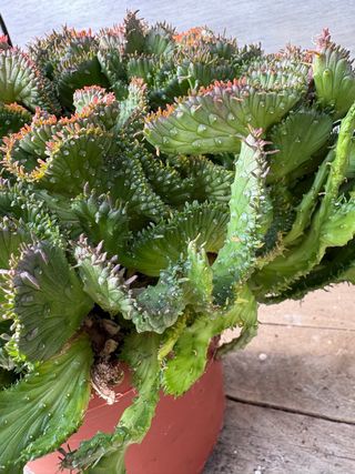 Cactus Euphorbia cristata