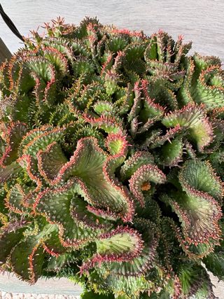 Cactus Euphorbia cristata