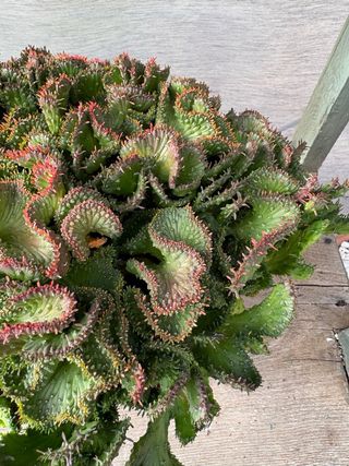 Cactus Euphorbia cristata