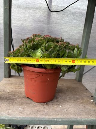 Cactus Euphorbia cristata