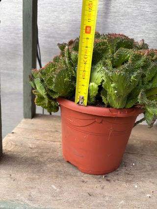 Cactus Euphorbia cristata