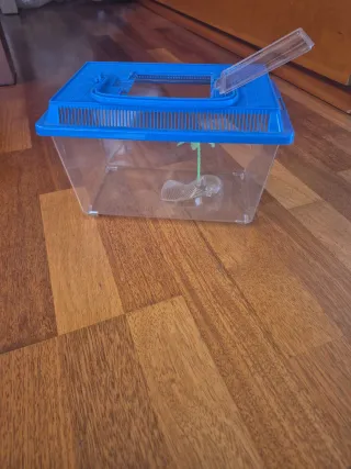 Terrario/Acuario para anfibios nuevo