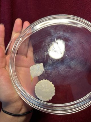 Fuente Pyrex Vintage Circular