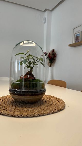 Terrario Jardín Eterno Plantas Naturales