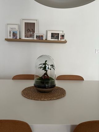 Terrario Jardín Eterno Plantas Naturales