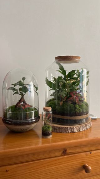 Terrario Jardín Eterno Plantas Naturales