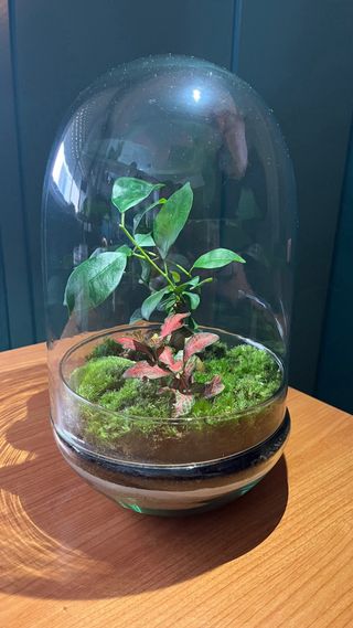 Terrario Jardín Eterno Plantas Naturales