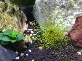 acuario eheim de 240 litros con su mueble.