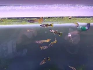 acuario eheim de 240 litros con su mueble.