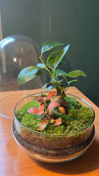 Terrario Jardín Eterno con Planta Natural