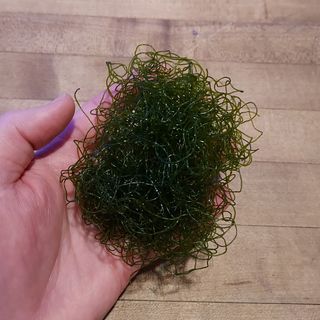 Alga Chaetomorpha para acuario