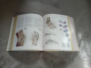 Atlas ilustrado de anatomía