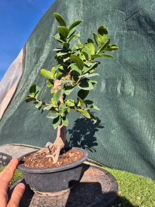 PreBonsái Ficus Retusa 3530