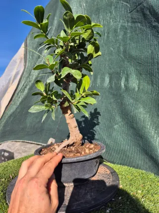 PreBonsái Ficus Retusa 3530