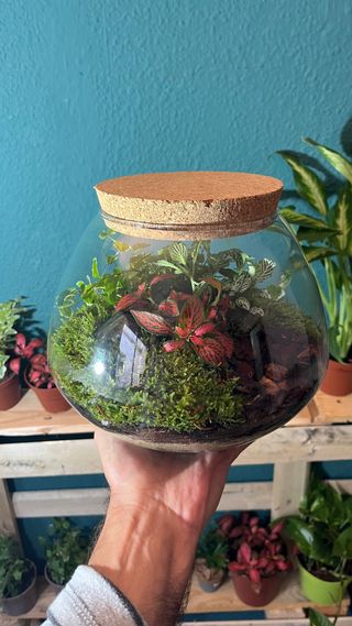 Terrario Jardín Eterno Plantas Naturales