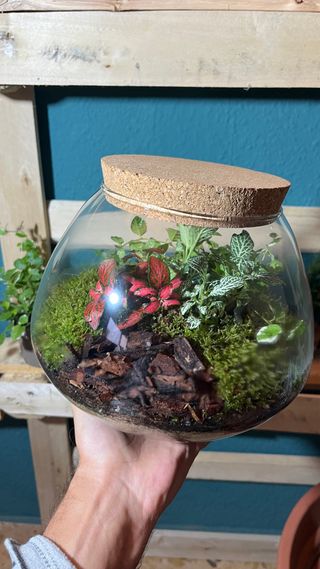 Terrario Jardín Eterno Plantas Naturales